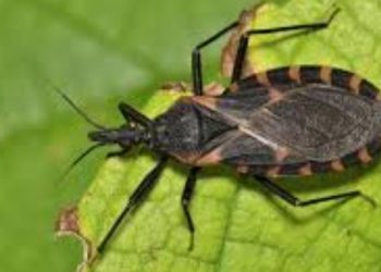 Overturned Vehicle Triggers Major Traffic Delays on I-40 Hernando DeSoto Bridge