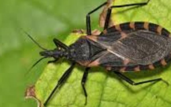 Overturned Vehicle Triggers Major Traffic Delays on I-40 Hernando DeSoto Bridge