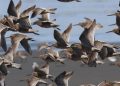 Millions of Birds Set to Migrate Over Tennessee in the Coming Weeks