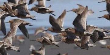 Millions of Birds Set to Migrate Over Tennessee in the Coming Weeks