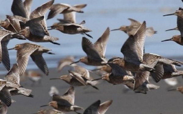 Millions of Birds Set to Migrate Over Tennessee in the Coming Weeks